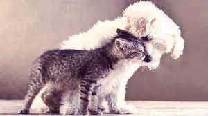 How much does a cat check up cost. The Annual Vet Visit Cost What To Expect Petcarerx