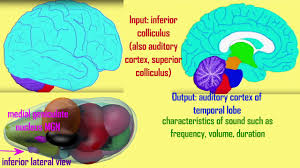The thalamus regulates cortical activity through differential laminar. Nuclei Of Thalamus 2 Relay Of Sensory Stimuli Youtube