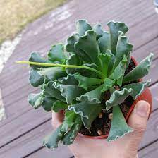 Can only be purchased with boxed product Adromischus Cristatus Adromischus Key Lime Pie Plant In Gardentags Plant Encyclopedia