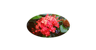 Image result for Ixora hartiana