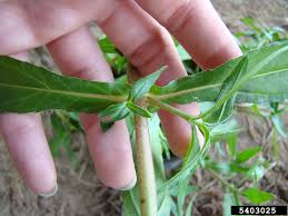 Image result for Eclipta prostrata