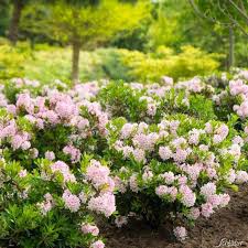 Rhododendron Bloombux Pflanzen Bloombux Hecke Pflanzen
