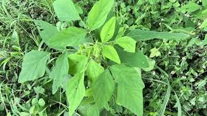 Image result for Desmodium tortuosum