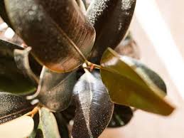 This is not only due to lack of water or fertilizer but also due to the abundance of it as plant parts are unable to absorb the water properly if it is supplied too fast. Why Are My Rubber Plant Leaves Turning Brown Causes What To Do Simplify Plants