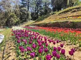 Chaubatia Gardens Ranikhet (2026) &ndash; Best of TikTok, Instagram & Reddit  Travel Guide