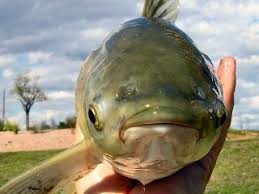 The triploid grass carp is often used by lake owners and managers to assist in controlling unwanted aquatic vegetation. Grass Carp Code Cracked Forever Jeff Currier