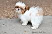 Au Sum Shih Tzu - Puppies For Sale - AKC Marketplace