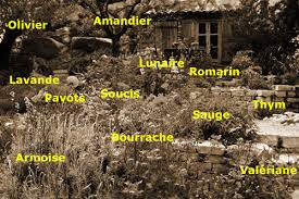 An expression in perfume of a mediterranean memory, a mosaic of olfactory, visual and tactile sensations. jean claude ellena a novella that describes the spirit of a mediterranean garden luxuriant with trees and flowers, and. Jardin Mediterraneen Petit Paysagiste