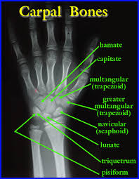 Image result for Hand Growth Plates