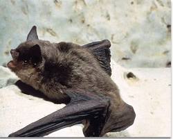 Image of Gray Bat