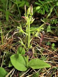 Image result for Microcharis spathulata