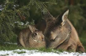 Fawn And Rabbit Innocence Conquers All