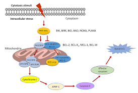 Image result for BCL2 Inhibitor