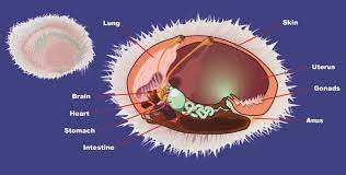 The Anatomy Of A Tribble Star Trek Funny Star Trek Species Star Trek Timelines