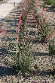 1 yucca plant white flowers large 30 inches tall landscaping gardening. Hesperaloe Parviflora Red Yucca False Yucca Mountain States Wholesale Nursery