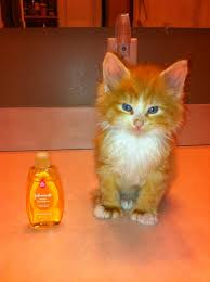 Baby Shampoo Kills Flees Pet Care Animals Cats
