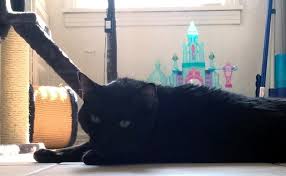This means that the diagnosis and treatment of cats with acromegaly will likely be more prevalent in the daily veterinary practice. Feline Acromegaly Sarah S First Hand Experience With Her Cat Meows N Paws