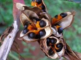 Bird Of Paradise Water Propagation How To Grow Bird Of Paradise Plants From Seed The Garden Of Eaden Birds Of Paradise Plant Paradise Plant Birds Of Paradise
