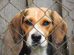 We are dedicated to providing care and shelter for unwanted dogs and cats and placing them in loving homes. 98 Of Animals Leaving Hamilton County Shelter Leave Alive New Dog Warden Says Wvxu