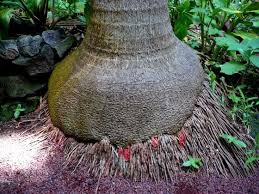 Image result for Acanthophoenix rubra