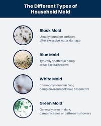 Ec3 Mold Solution & Other Ec3 Products - Do They Really Work And How? | Mold  Help For You