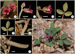 Image result for Indigofera sp.nov. aff. I chimanimaniensis