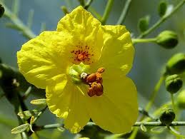 I attached a link to the video from last year where i showed how these amazing native trees are drought tolerant, fast grown (up to 25 feet tall), have edible seed pods, filtered light and how they truly put on. Growing Parkinsonia Florida Blue Palo Verde