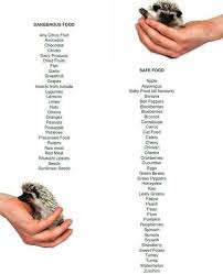 For Hedgehogs Hedgehog Food Hedgehog Care Baby Hedgehog