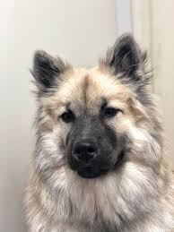 Find the perfect puppy for sale in los angeles, california at next day pets. Eurasier In Not Ekw