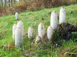 Image result for Coprinus comatus