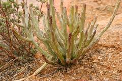 Image result for Eriocephalus luederitzianus