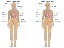 View, isolate, and learn human anatomy structures with zygote body. Female Body Diagram By Steven S Social Studies Tpt