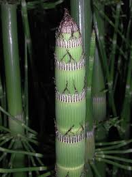 Image result for Equisetaceae