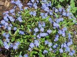 Check spelling or type a new query. Georgia Blue Speedwell Spring Perennials Perrenial Flowers Plants