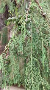 Image result for Cupressus