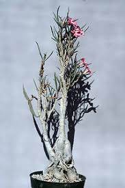 Image result for Adenium oleifolium