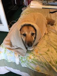 Dogs develop lumps and bumps for many reasons other than cancer. I M Not Doing Well In Life I Have Stage 3 Throat Cancer This Is What Gives Me A Happy Face Everyday Day In My Life Album On Imgur