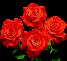 Let Freedom Ring Hybrid Tea Rose Bright Light Red Many Think The Pinnacle Of A Rose Is A Long Stem Red Flower Topped W Hybrid Tea Roses Best Roses Flowers
