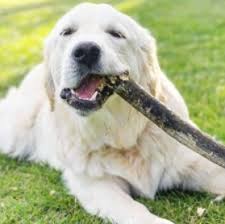 Our puppies are family raised in the country on our 12 acre farm. 4 Best Golden Retriever Breeders In The United States 2021 We Love Doodles