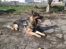 Vineri, 22 iulie 2016, ora 06:10. Cei NouÄƒ AgenÅ£i FÄƒrÄƒ Salariu De La PoliÅ£ia De FrontierÄƒ GalaÅ£i ViaÅ£a LiberÄƒ GalaÅ£i