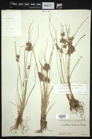 Image result for Pycreus flavidus