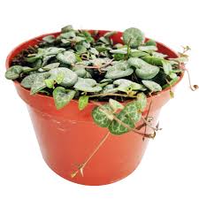 Image result for Ceropegia breviflora