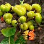 Image result for Combretum zeyheri