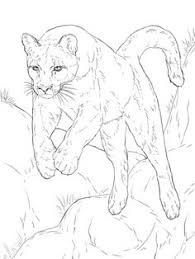You can use our amazing online tool to color and edit the following cougar coloring pages. Cougar