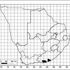 Image result for Schizostephanus alatus