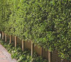 Ficus Hedge Pleached Garden Hedges Privacy Landscaping Backyard Landscaping Designs