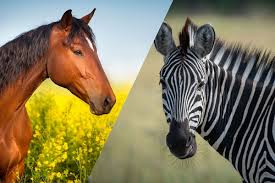 Image result for zebra