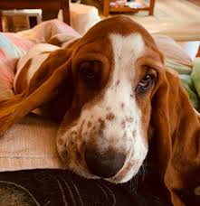 In pop culture, the basset hound is featured as the logo for hush puppies brand shoes and also appears as a cartoon dog named droopy. Belly Acres Farms Basset Hounds Home Facebook