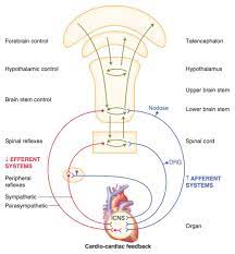 Frontiers Autonomic Modulation For Cardiovascular Disease Physiology