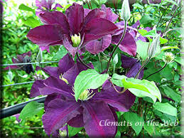 We did not find results for: Clematis On The Web Clematis Detail